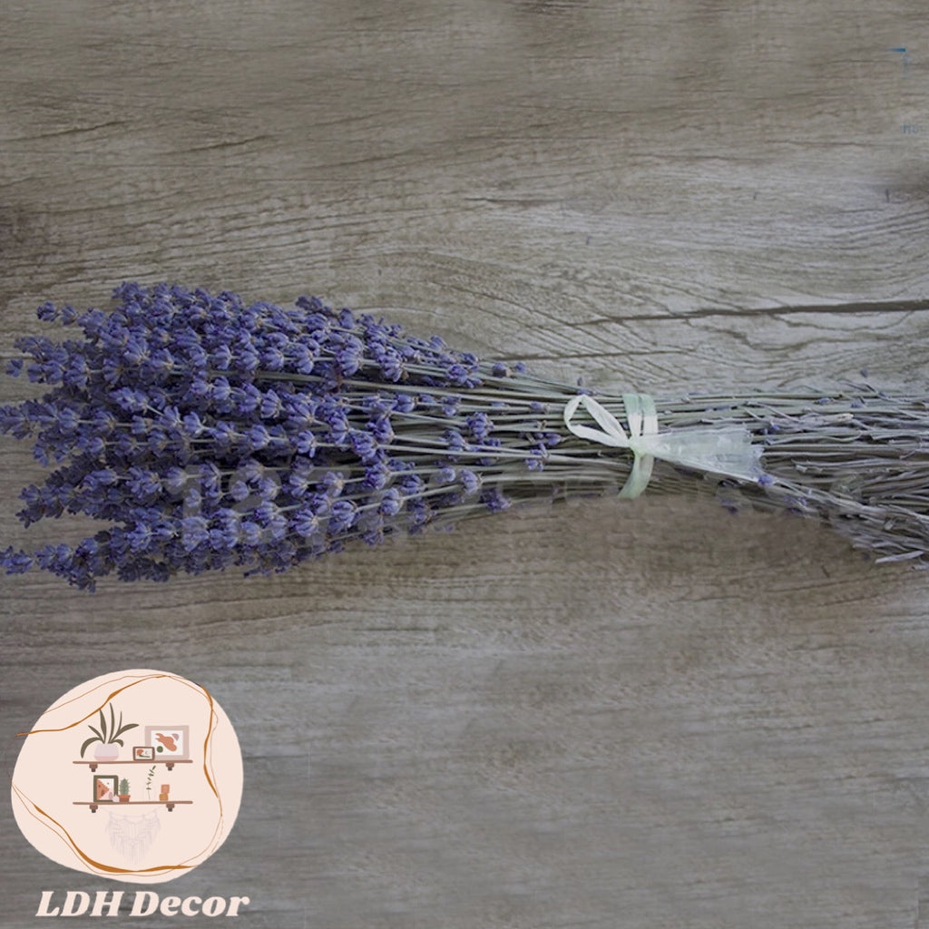 Dark lavender Dried Phragmites