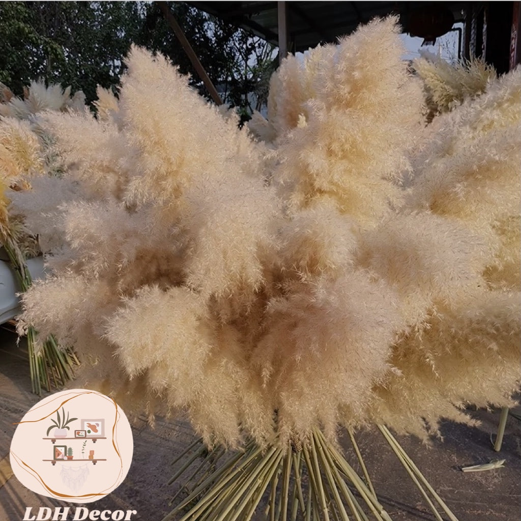 Xtra Large Lush Cream Pampas Grass