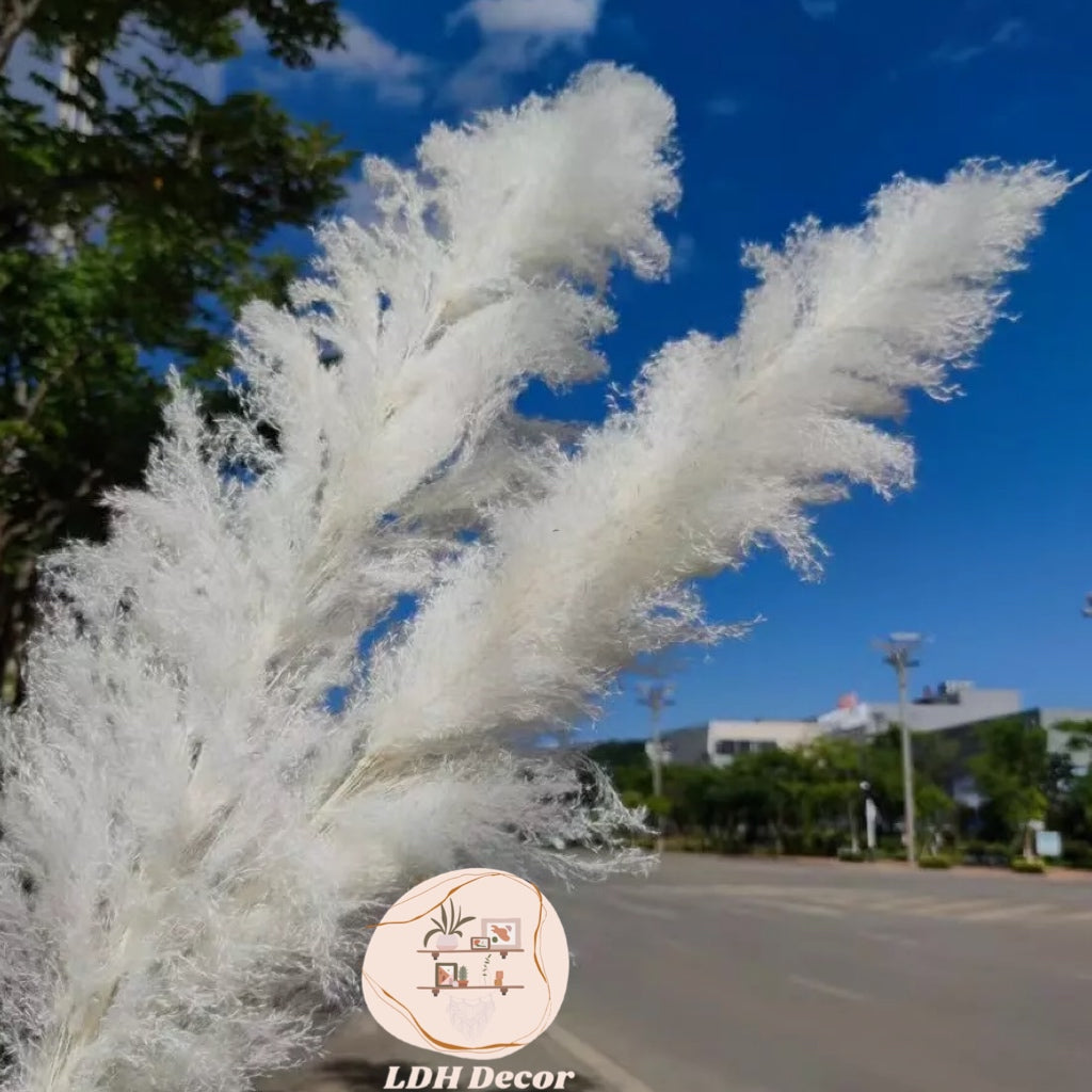 Large White Pampas Grass