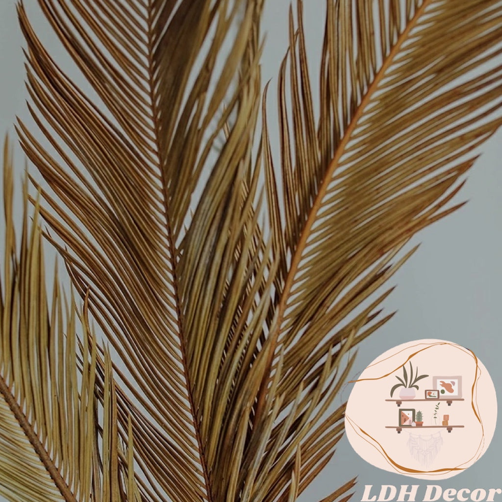 Large Dried Cycas Palm Leaves