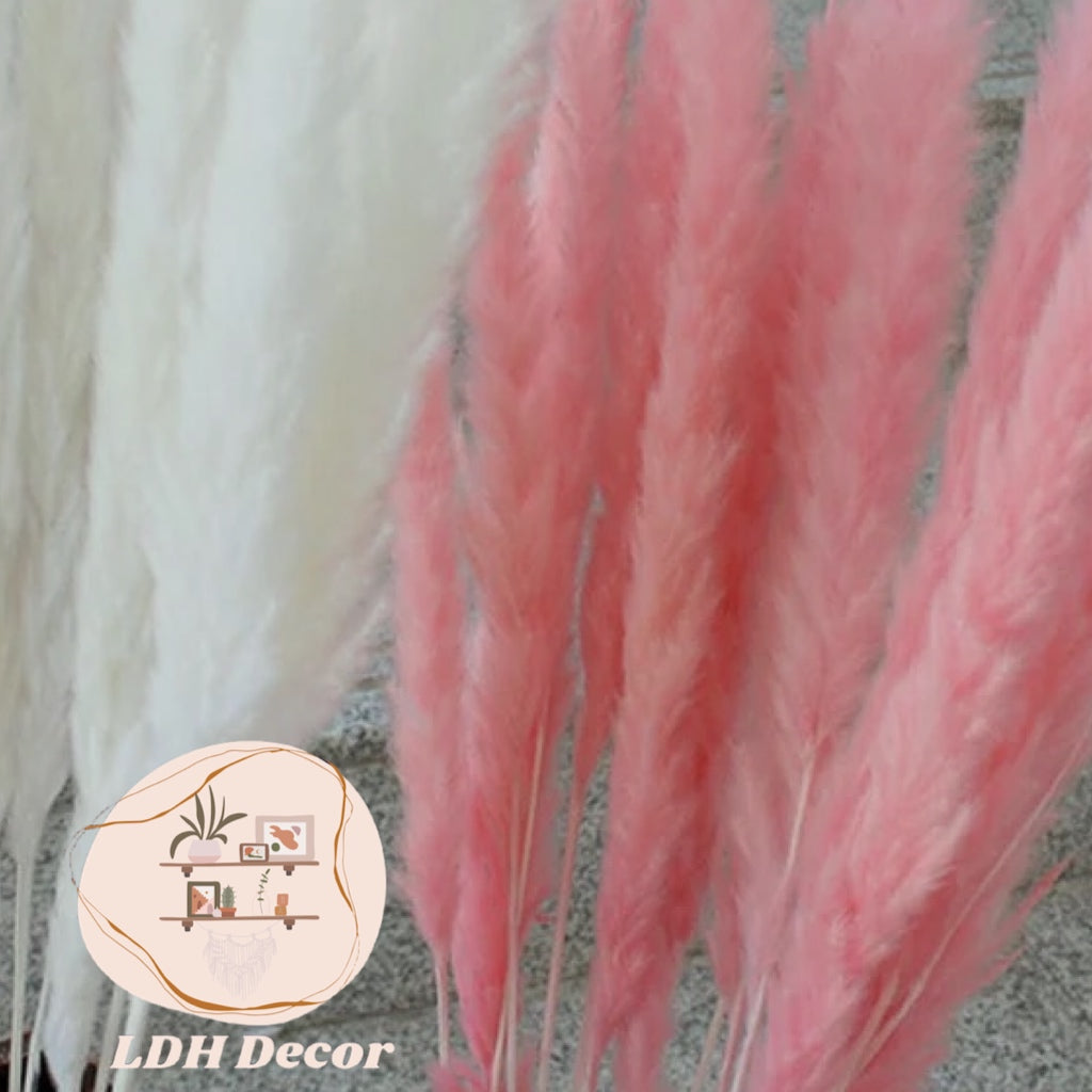 Pink Pampas Grass