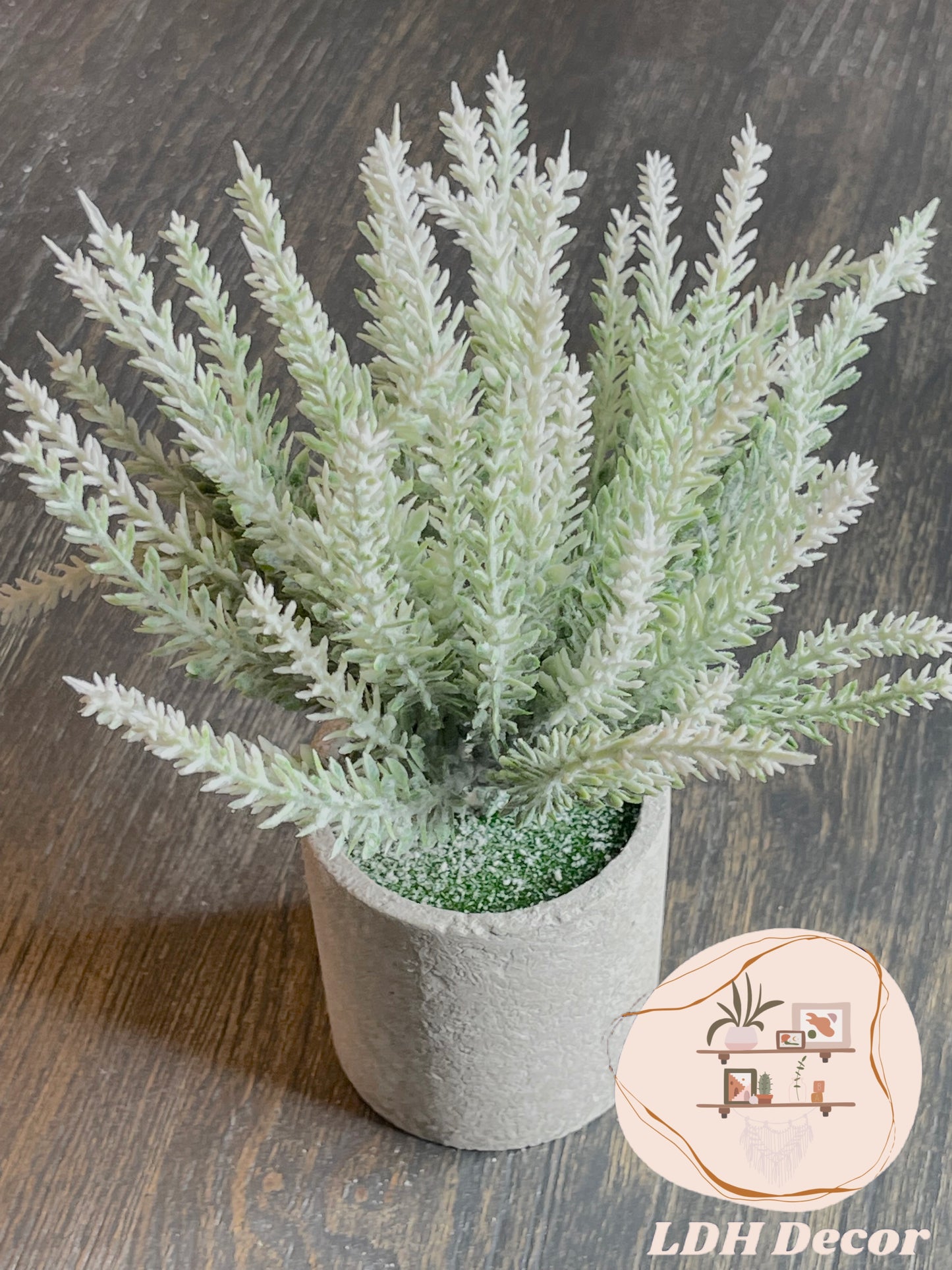 White Winter Small Plant