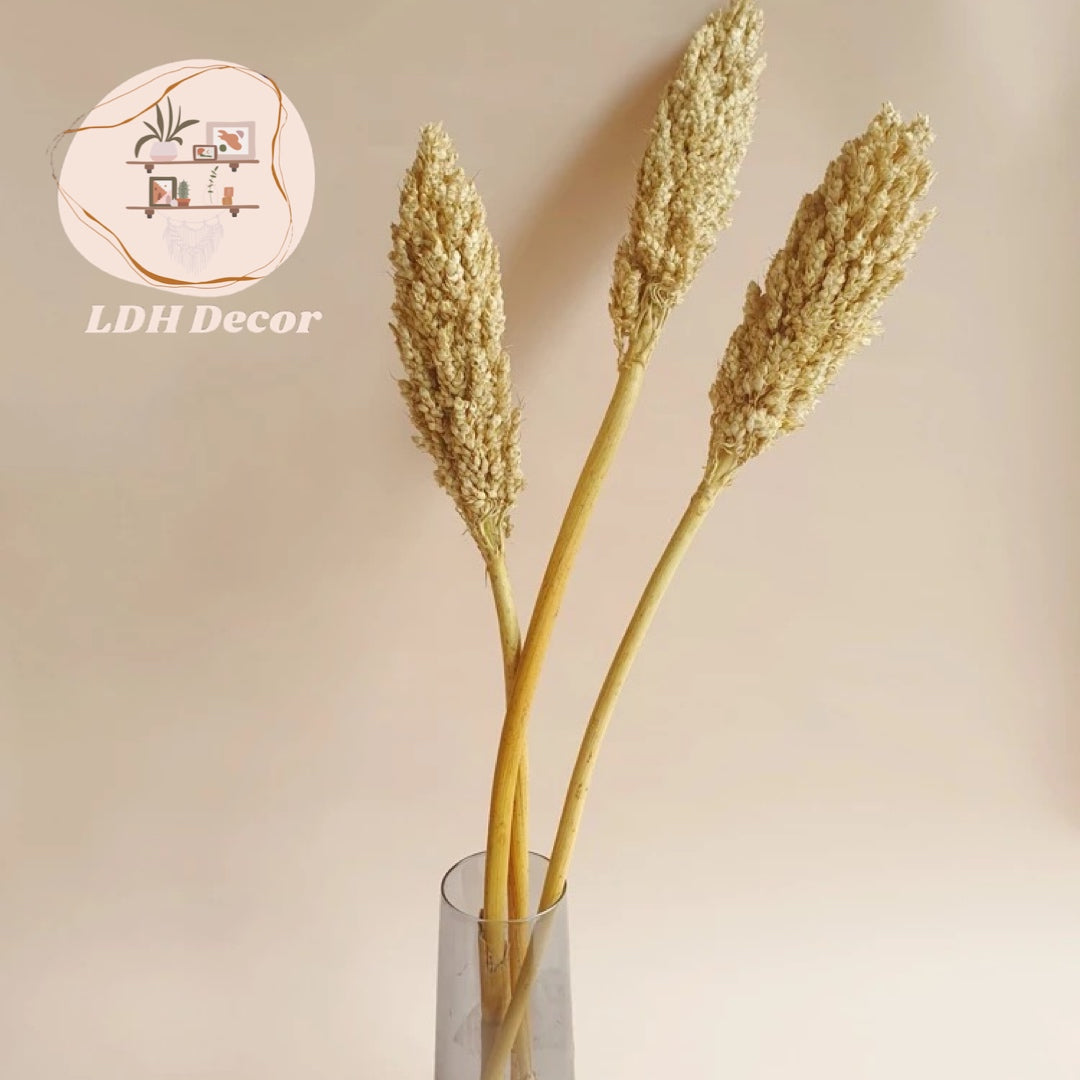 Large Dried Natural Sorghum Flowers