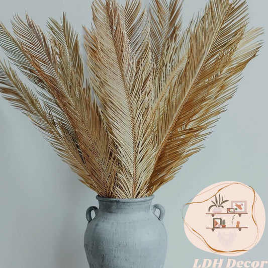 Large Dried Cycas Palm Leaves