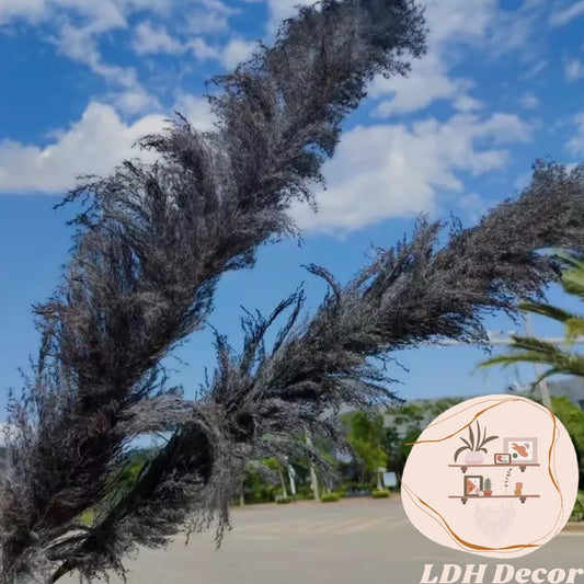 Large Black Pampas Grass