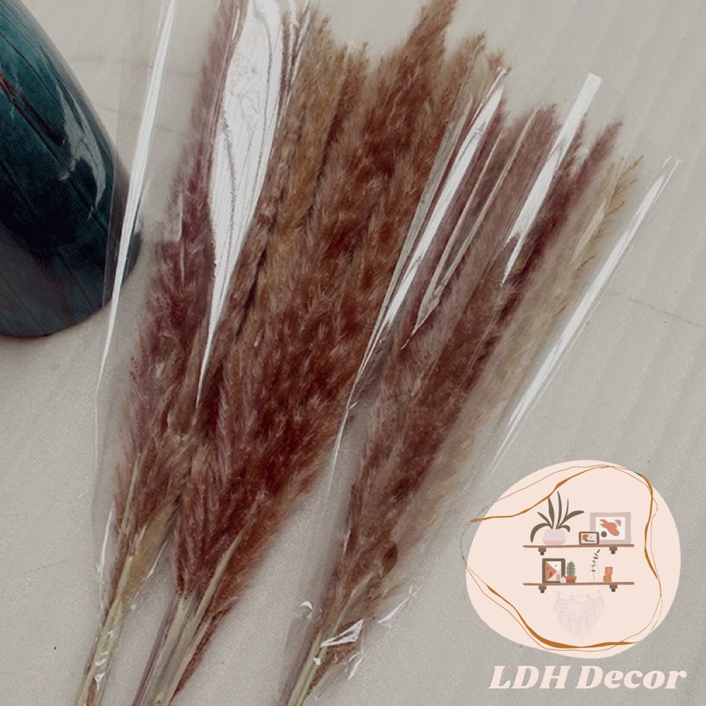 Natural Brown Pampas Grass