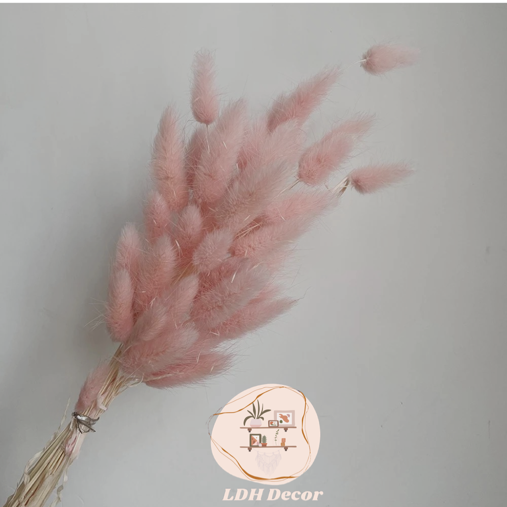 Pink Bunny Tail Grass