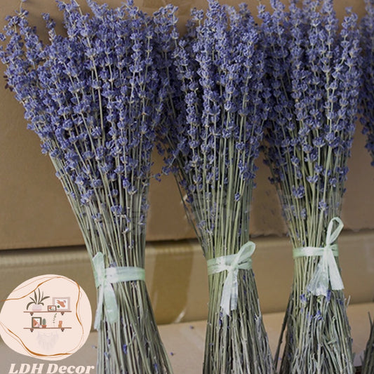 Dark lavender Dried Phragmites