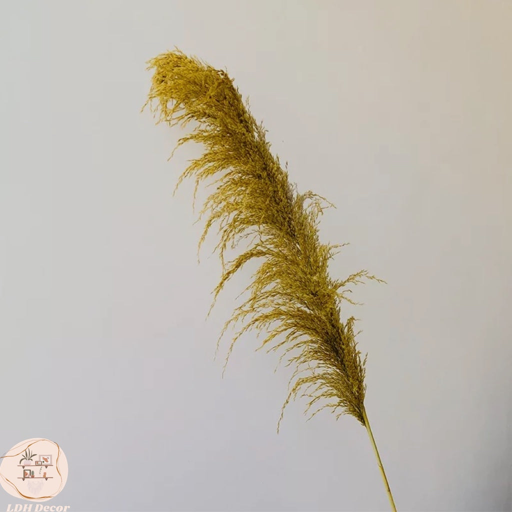 Colorful Durable Pampas Grass