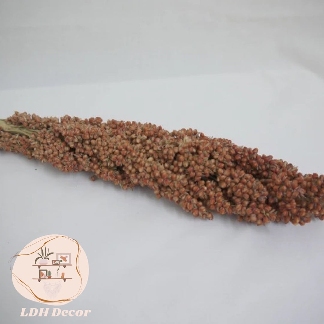 Large Dried Natural Sorghum Flowers