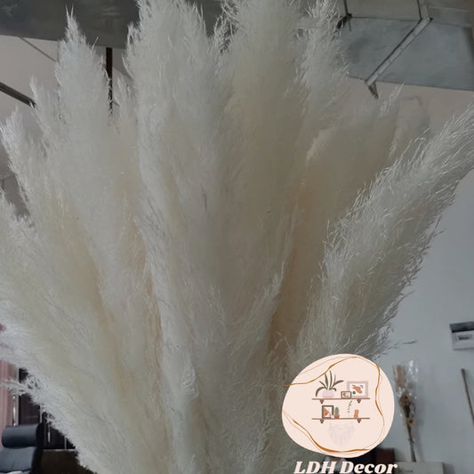 Large White Pampas Grass