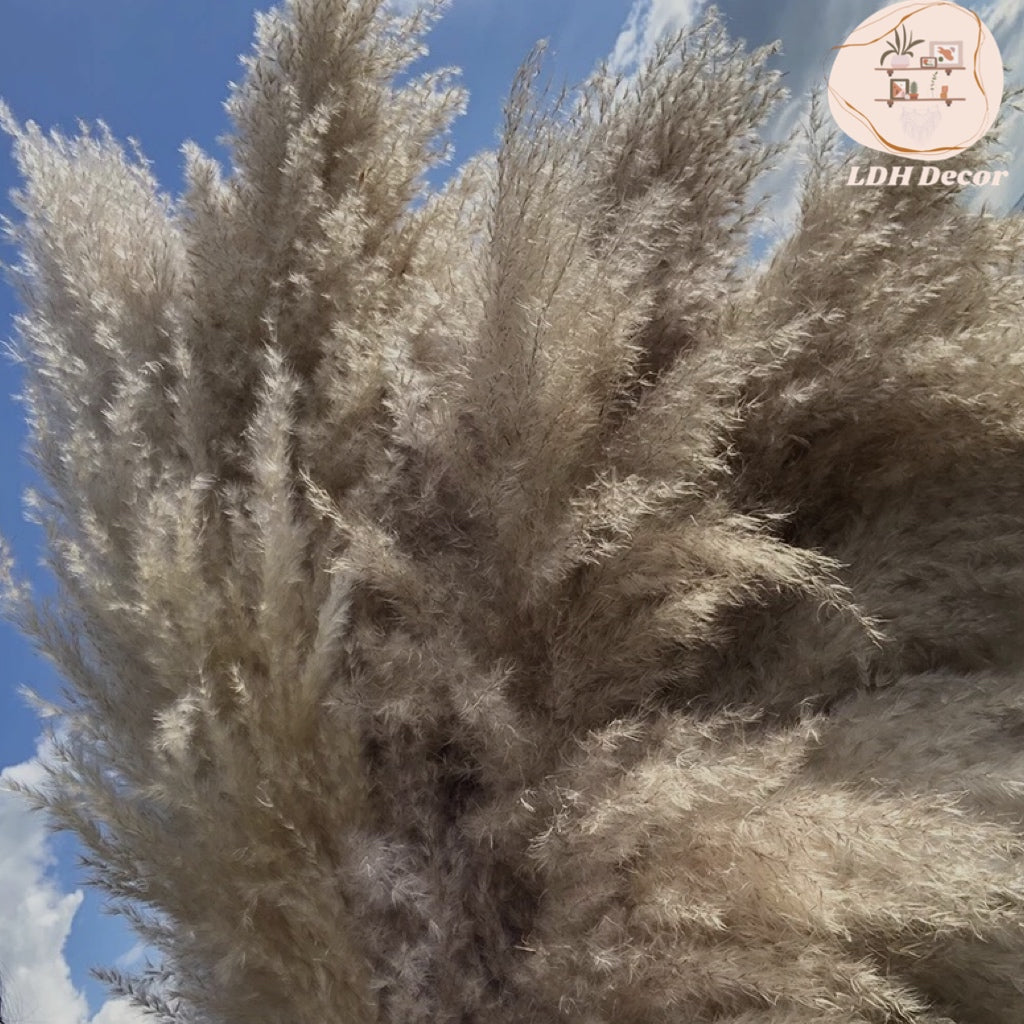 Large Natural Grey Pampas Grass