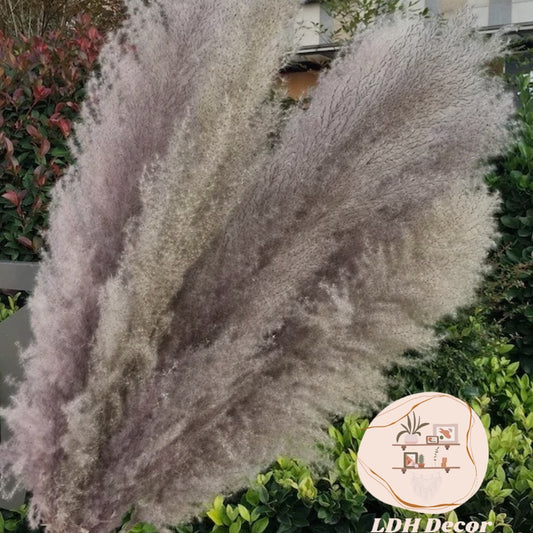Large Natural Grey Pampas Grass