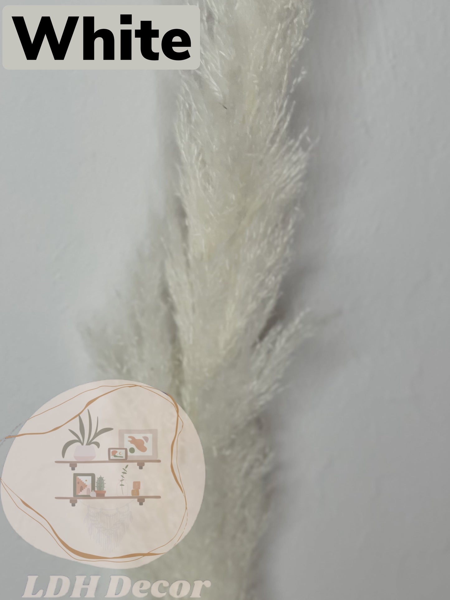 Large White Pampas Grass