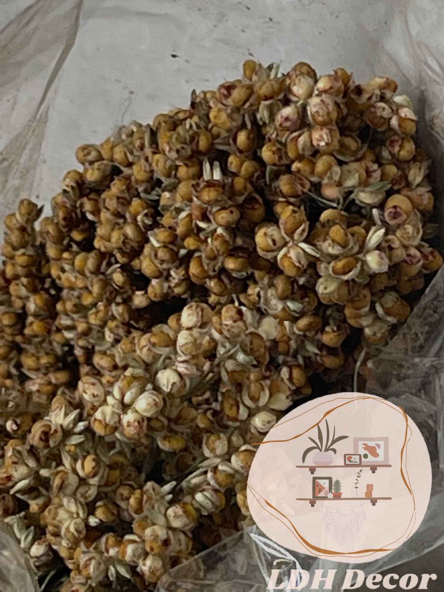 Large Dried Natural Sorghum Flowers