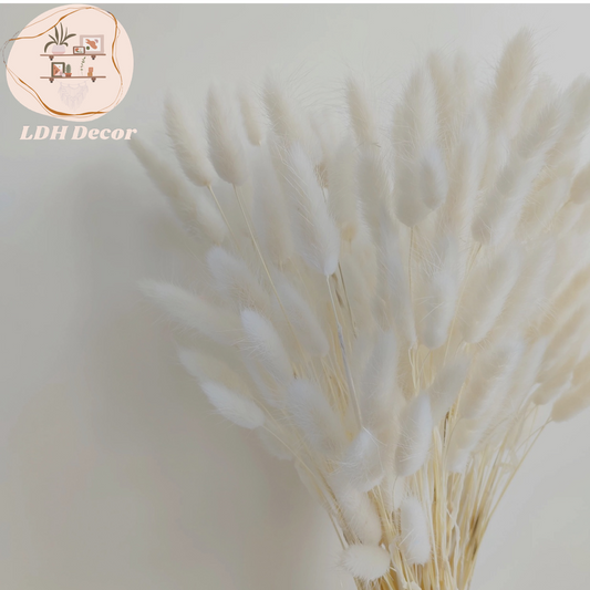 White Bunny Tail Grass