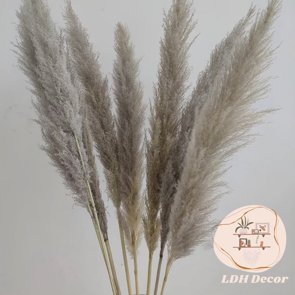 Large Natural Grey Pampas Grass