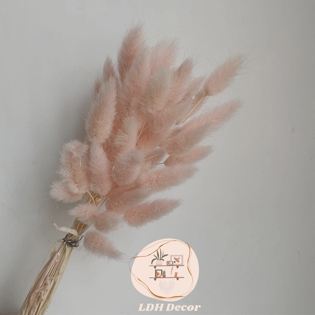 Pink Bunny Tail Grass