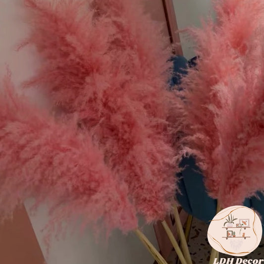 Large Dark Pink Pampas Grass