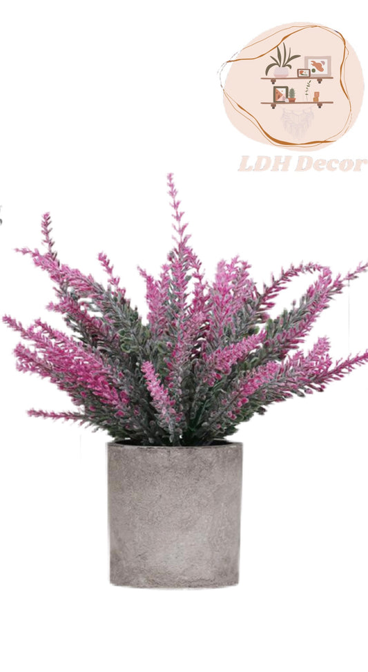 Pink Destiny Small Plant