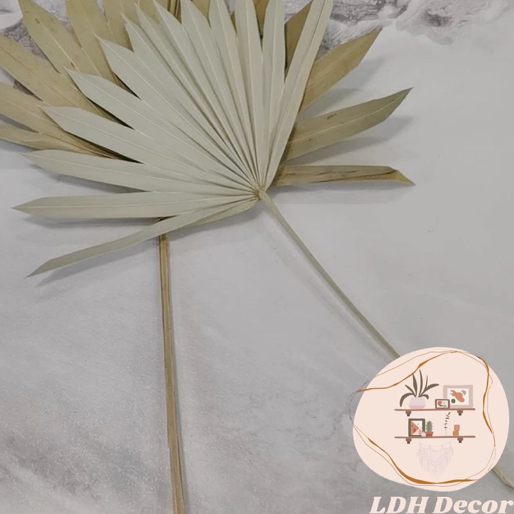 Small Dried Palm Leaves