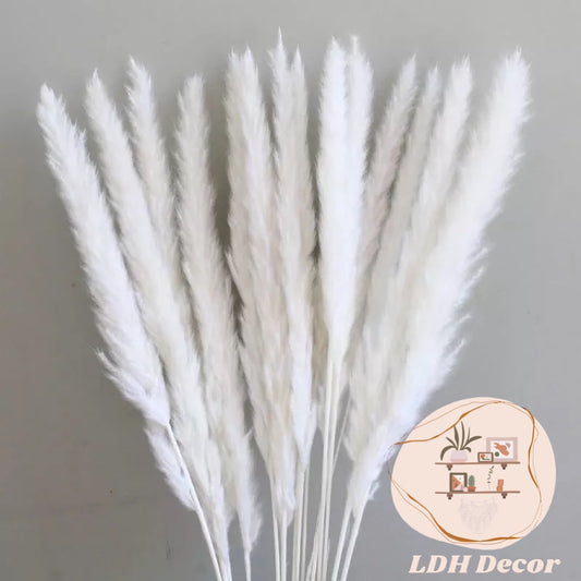 White Pampas Grass