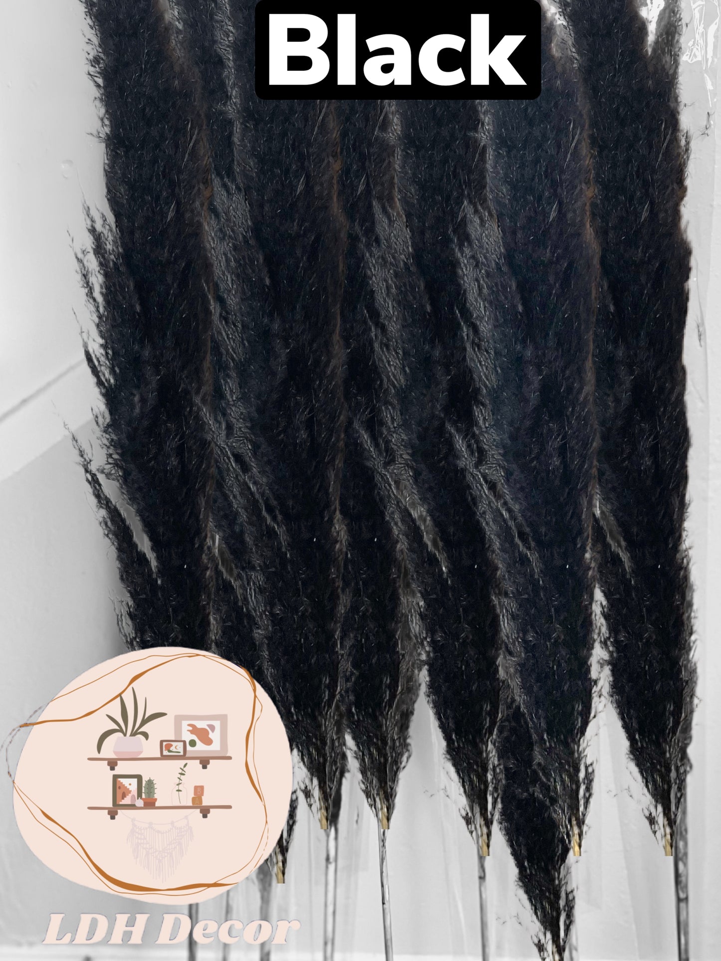 Large Black Pampas Grass
