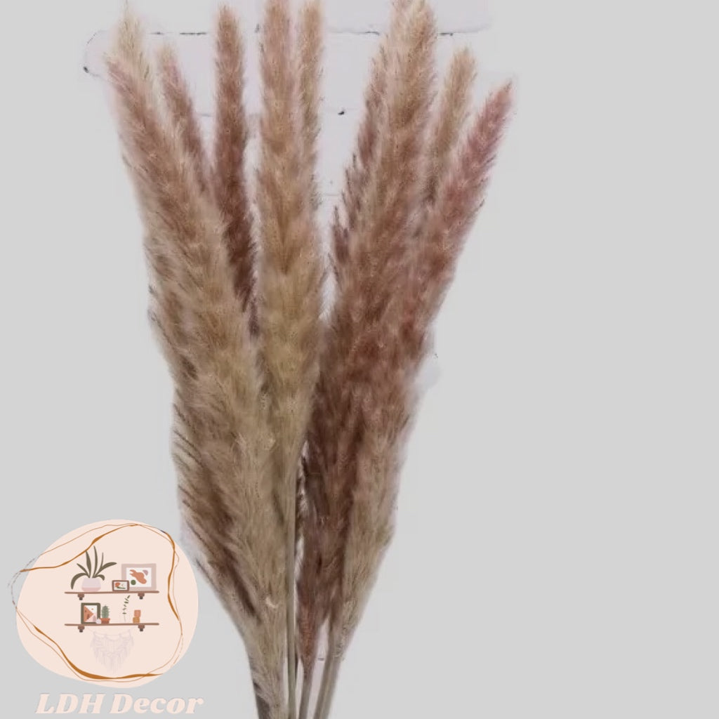 Natural Brown Pampas Grass