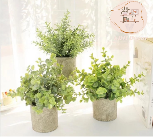 Winter Green Small Plant