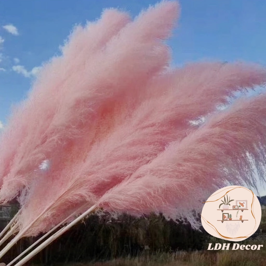 Large Light Pink Pampas Grass