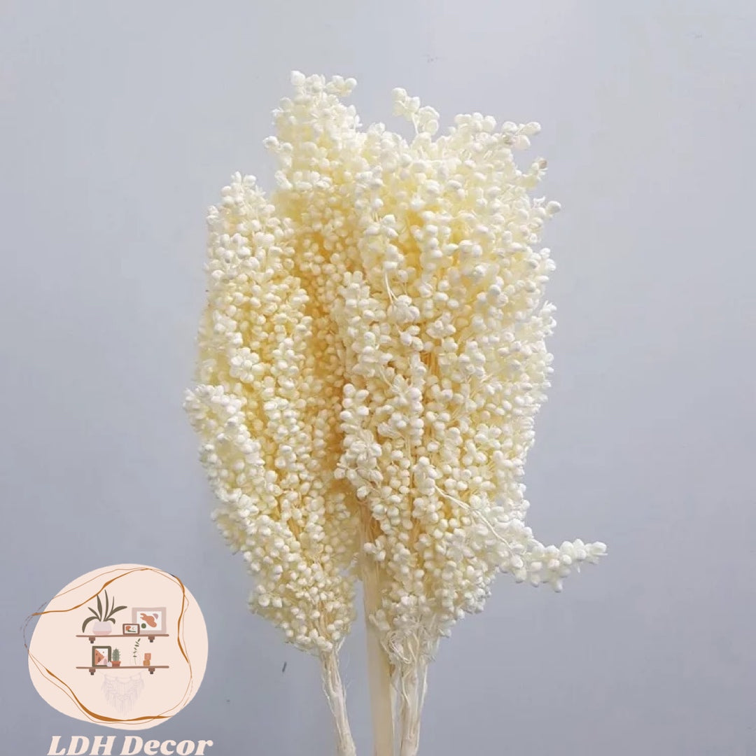 Large Dried Natural Sorghum Flowers
