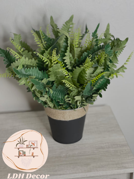 Three Shades of Green Plant