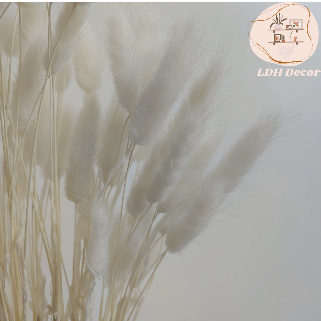 White Bunny Tail Grass