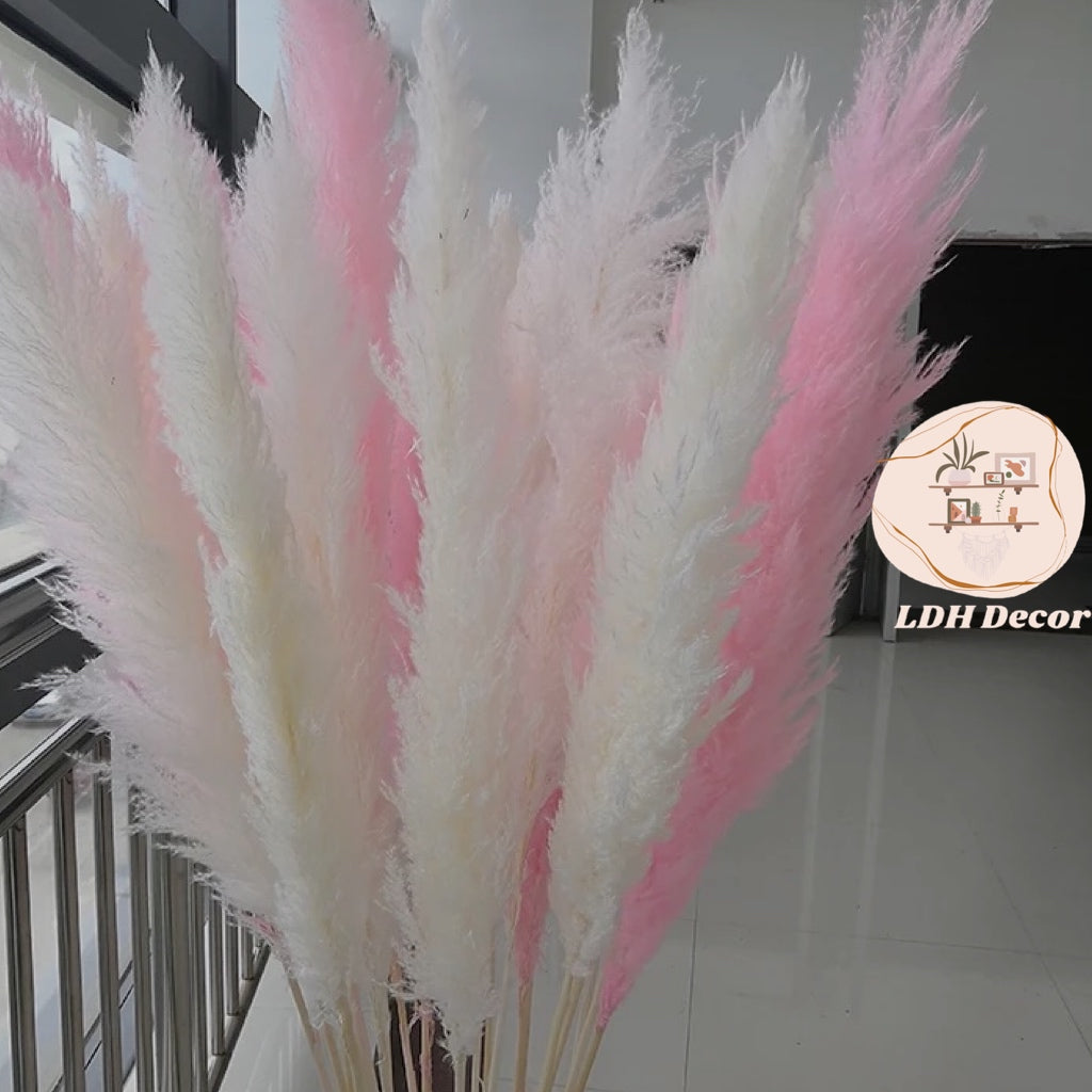 Large White Pampas Grass