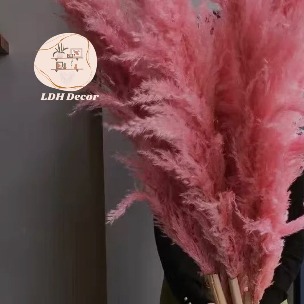 Large Dark Pink Pampas Grass