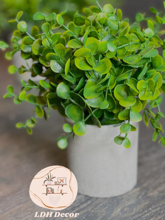 Perfect Green Small Plant