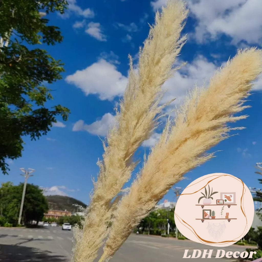 Large Golden Pampas Grass