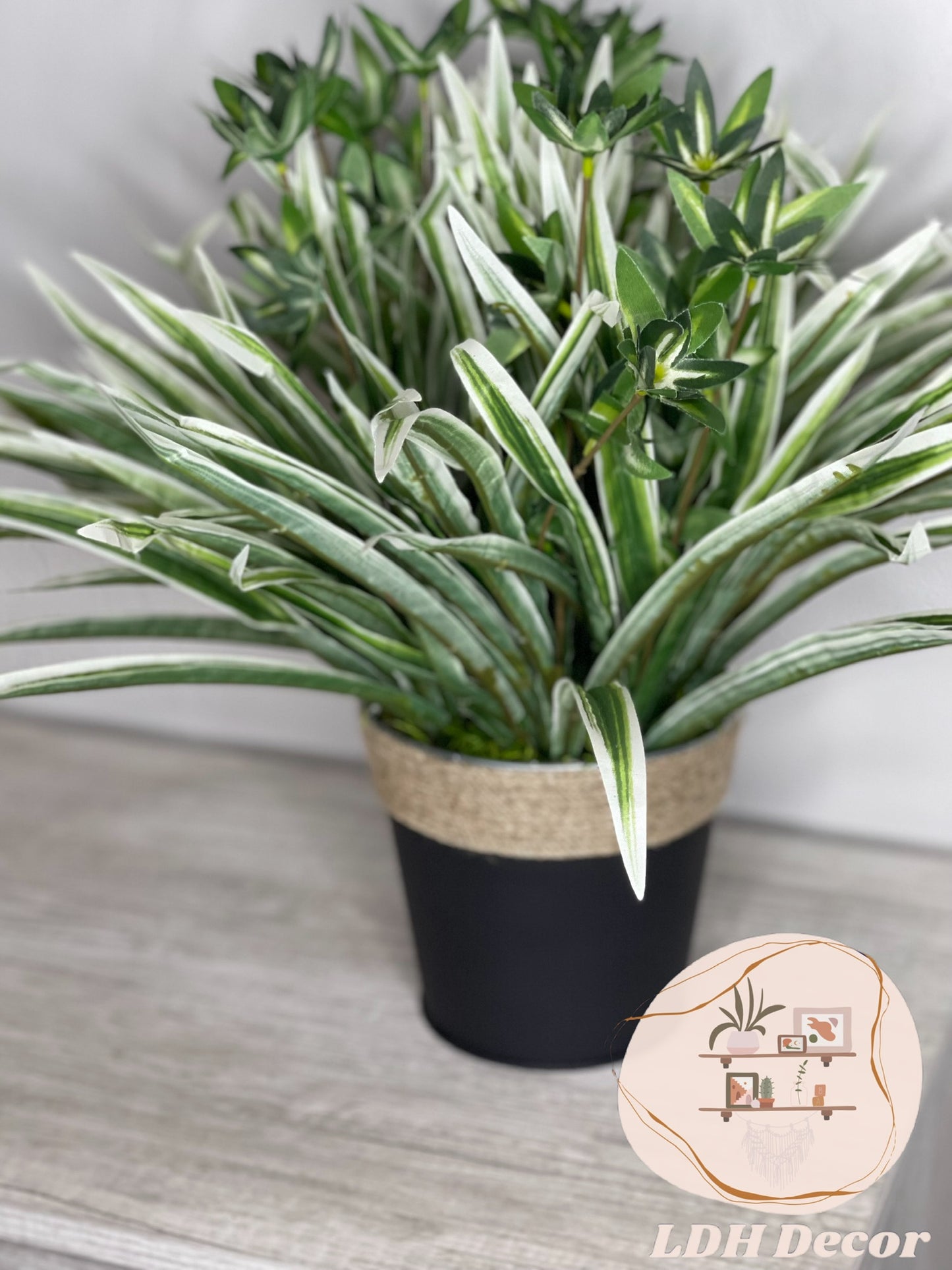 Green & White Traditional  Plant