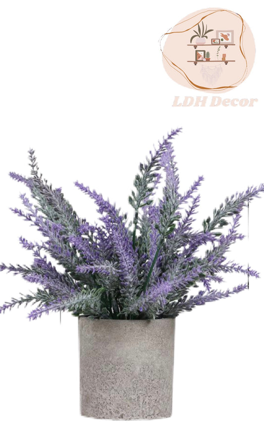 Purple Rain Small Plant