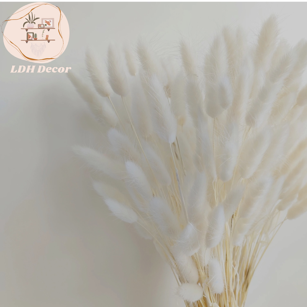 White Bunny Tail Grass