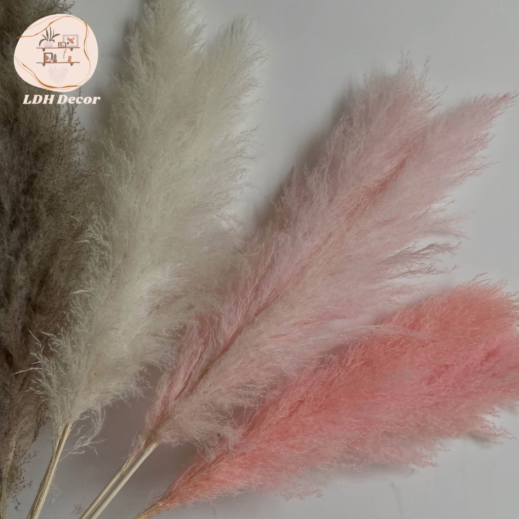 Large Dark Pink Pampas Grass