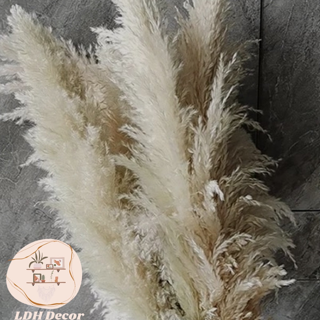 Large Lush Cream Pampas Grass