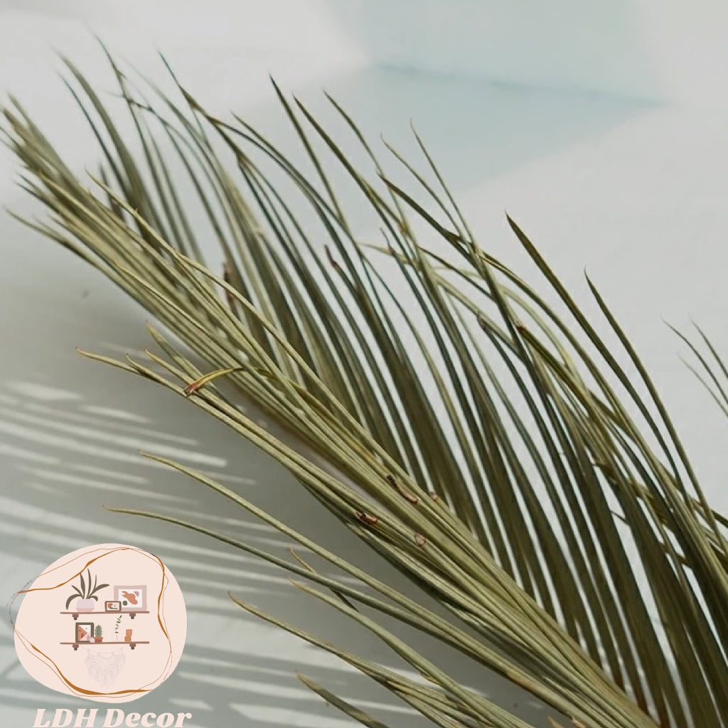 Large Dried Cycas Palm Leaves