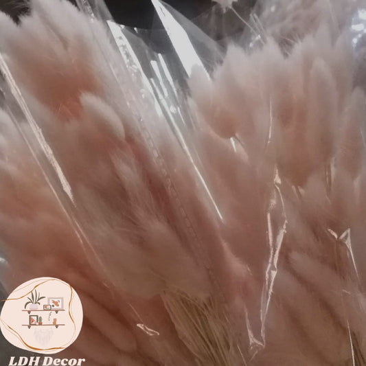 Pink Bunny Tail Grass