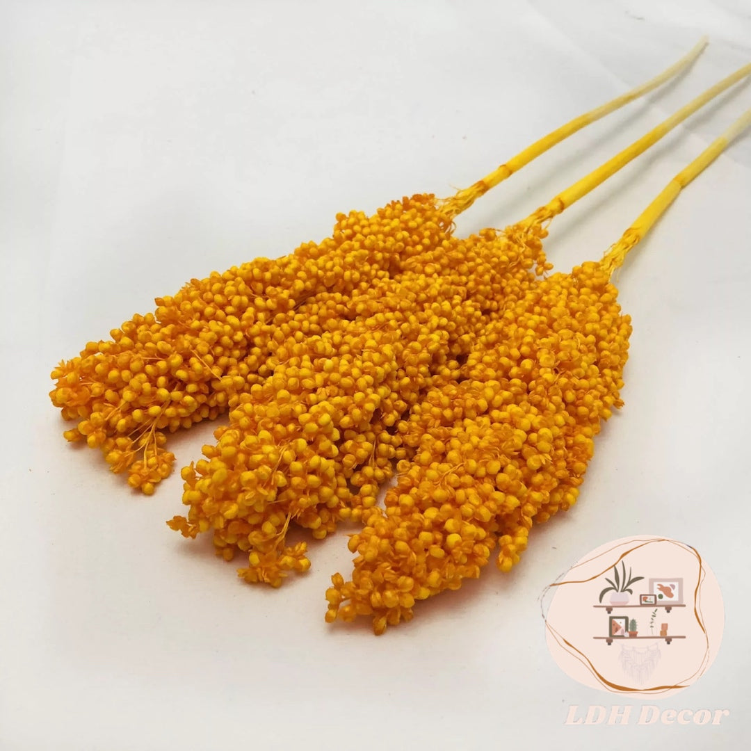 Large Dried Natural Sorghum Flowers