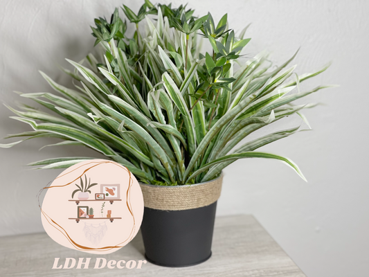 Green & White Traditional  Plant
