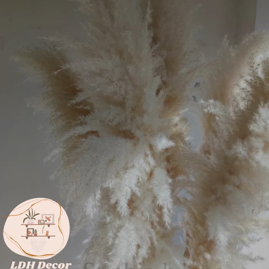 Large Lush Cream Pampas Grass