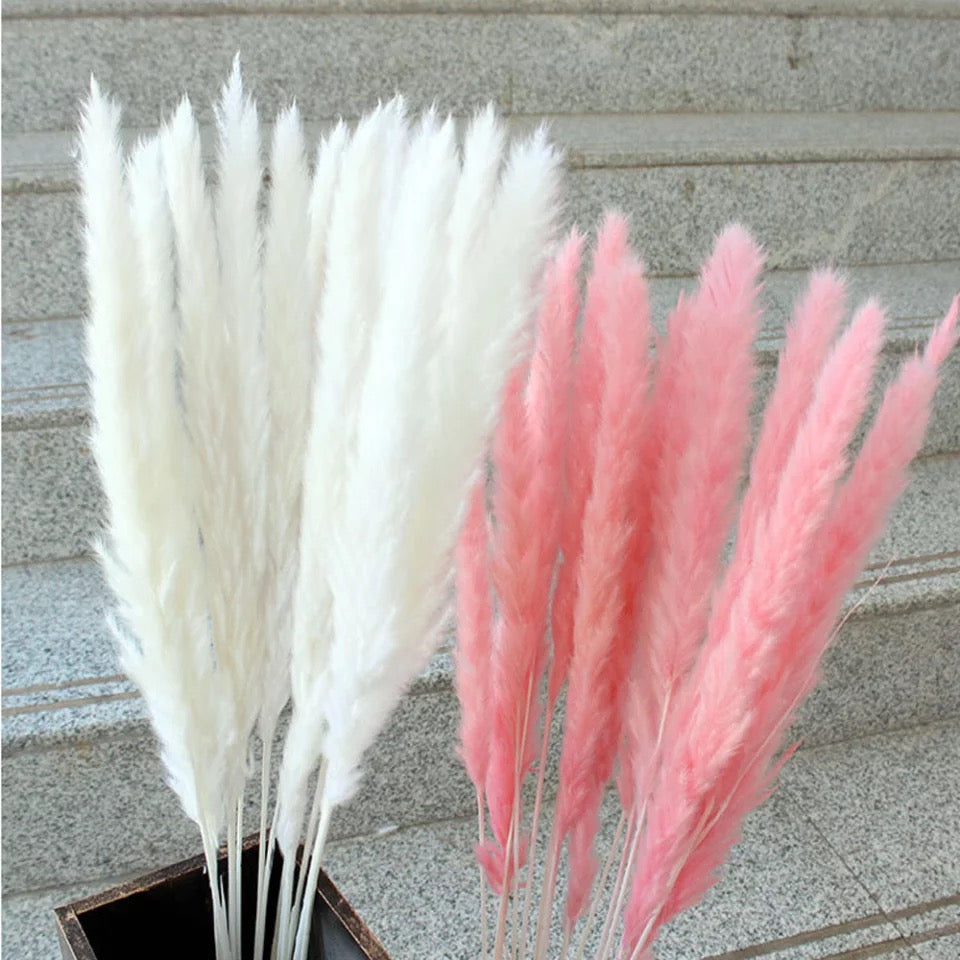 White Pampas Grass